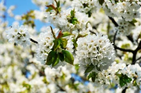 Blooming apple Foto stock