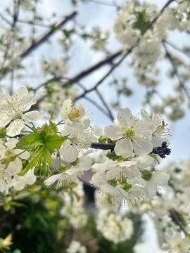 Blooming apple Stock Photos