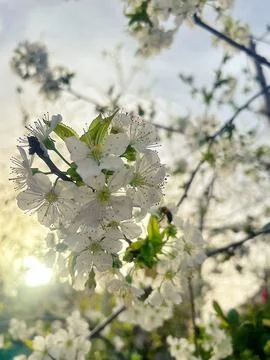 Blooming apple Foto stock