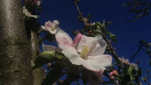 Blooming of Apple pomum Tree with White &amp; Pink Flowers - Close Up Stock Footage 90509566