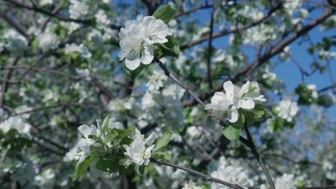Blooming Apple in Spring 02 스톡 동영상 130905380