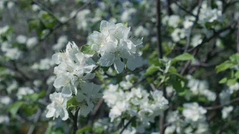 Blooming Apple in Spring 03 스톡 동영상 130905386
