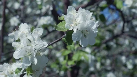 Blooming Apple in Spring 04 스톡 동영상 130905387