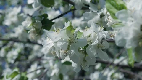 Blooming Apple in Spring 05 스톡 동영상 130905389