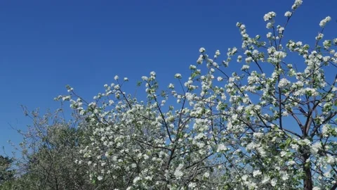 Blooming Apple in Spring 06 스톡 동영상 131107784