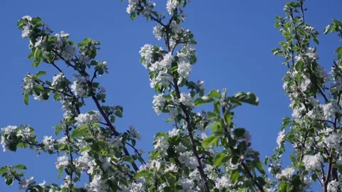 Blooming Apple in Spring 07 스톡 동영상 130905548
