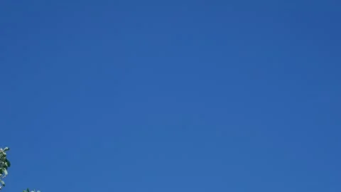 Blooming Apple in Spring 08 스톡 동영상 130905562