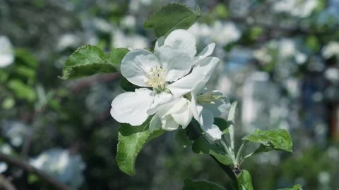 Blooming Apple in Spring 스톡 동영상 130905193