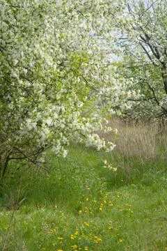 Blooming apple in the spring garden Stock Photos