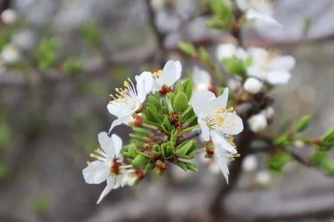 Blooming apple in spring Stock Photos
