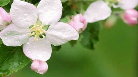 Blooming apple tree 34 Stock Footage 49648693