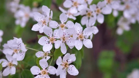 Blooming Apple tree after the rain Stock Footage 130596930