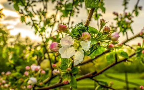 Blooming apple tree after rain on the background of the evening sky and sunse Stock Photos