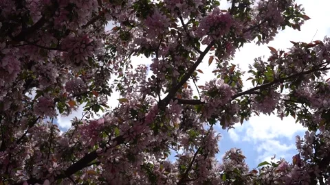 A blooming apple tree against a beautiful blue sky with clouds. Stock Footage 236661209
