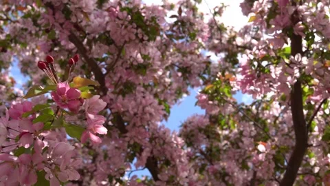 A blooming apple tree against a beautiful blue sky with clouds. Stock Footage 236661239