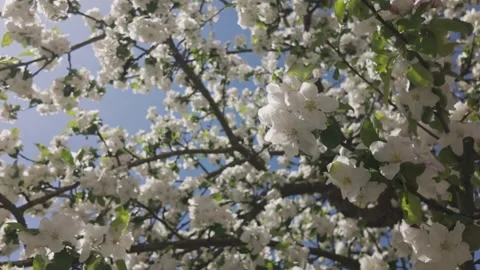 Blooming apple tree against a blue sky on a sunny spring day Stock Footage 344809987