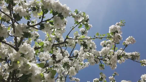 Blooming apple tree against a blue sky on a sunny spring day Stock Footage 344810142