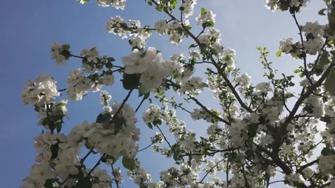 Blooming apple tree against a blue sky on a sunny spring day Stock Footage 344810156