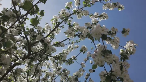 Blooming apple tree against a blue sky on a sunny spring day Stock Footage 344810197