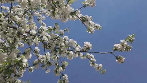 Blooming apple tree against a blue sky on a sunny spring day Stock Footage 344810518