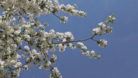 Blooming apple tree against a blue sky on a sunny spring day Stock Footage 344810523