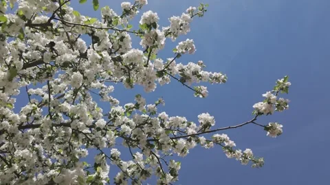 Blooming apple tree against a blue sky on a sunny spring day Stock Footage 344810536