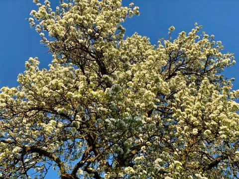 Blooming apple tree against blue sky in springtime Stock Photos