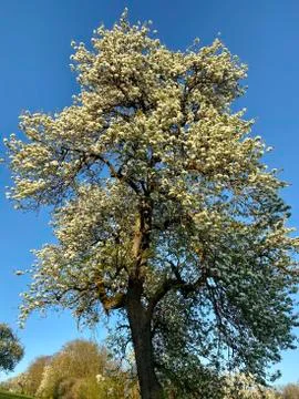 Blooming apple tree against blue sky in springtime Stock Photos