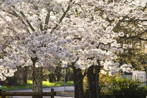 Blooming apple tree against the light at sunset. Stock Photos