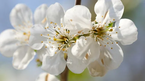 Blooming apple tree against the sky Stock Footage 49491985