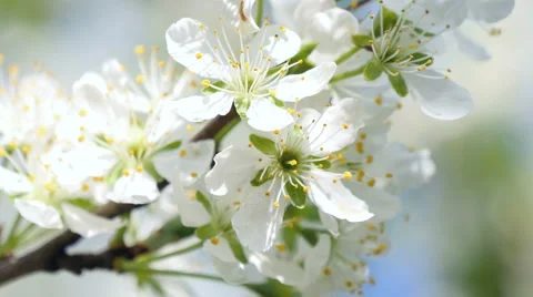 Blooming apple tree against the sky Stock Footage 49545108