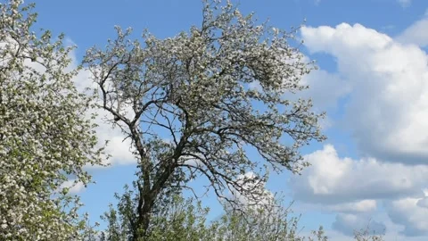 Blooming apple tree against the sky Stock Footage 138501528
