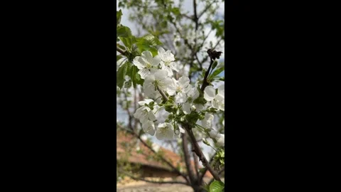 A blooming apple tree against the sky Stock Footage 273702650