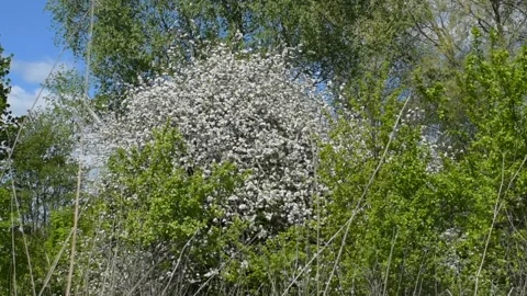 Blooming apple tree among other trees, image of spring Stock Footage 146689503