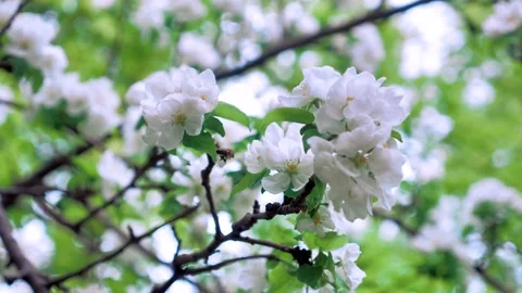 Blooming Apple tree and bee Stock Footage 130597041