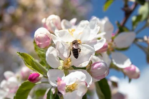 A blooming apple tree and a bee. sky in the background.Season concept Foto stock