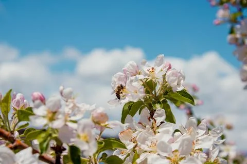 A blooming apple tree and a bee. sky in the background.Season concept Stock Photos