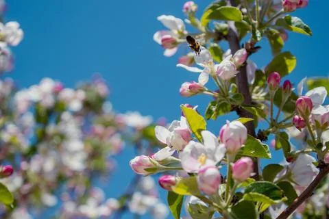 A blooming apple tree and a bee. sky in the background.Season concept Stock Photos