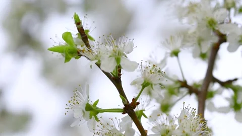 A blooming apple tree and a bright blue sky. Video stock 250739478