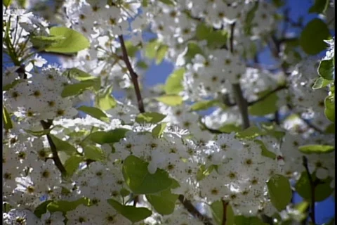 Blooming apple tree and cross of the church Stock Footage 726718