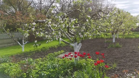 Blooming Apple Tree and Red Tulips in Spring Garden with Smooth Motion Stock Footage 335408237