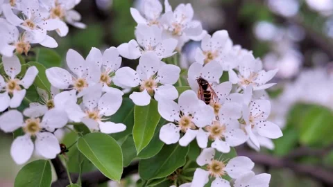Blooming Apple tree and wasp Stock Footage 130596985