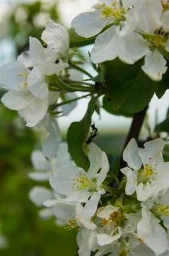 Blooming Apple tree with ants Stock Photos