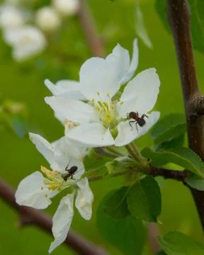 Blooming Apple tree with ants Stock Photos
