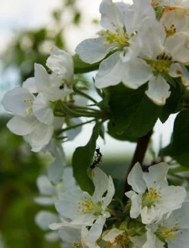 Blooming Apple tree with ants Stock Photos