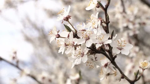 Blooming Apple tree. Apple tree branch in bloom. Stock Footage 129563447
