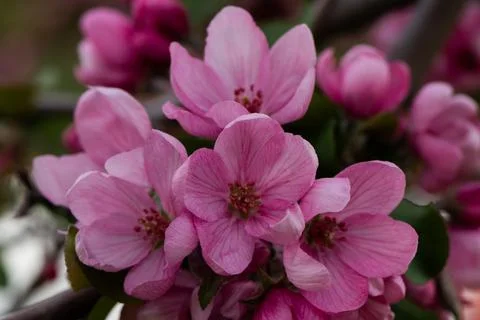 Blooming apple tree. Apple tree flowers. Pink flowers macro photography. Stock Photos