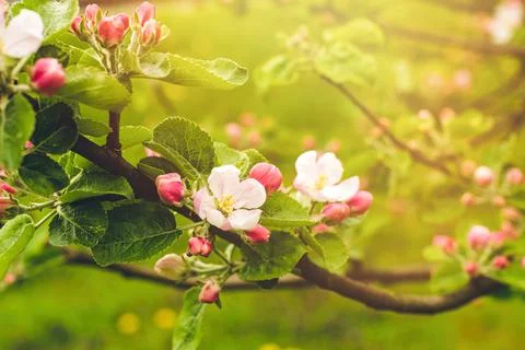 Blooming apple tree. Apple tree flowers in the garden close up Stock Photos