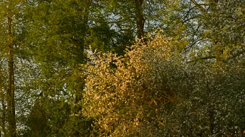 Blooming apple tree on the background of large trees, sunset Stock Footage 138738054