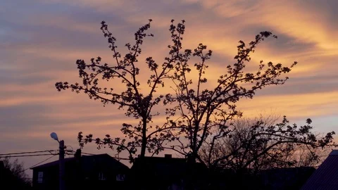 Blooming apple tree on a background of pink sunset.silhouette of a tree against  库存影片 122641462